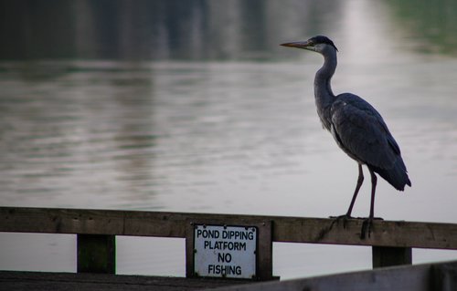 no fishing  grey heron  heron