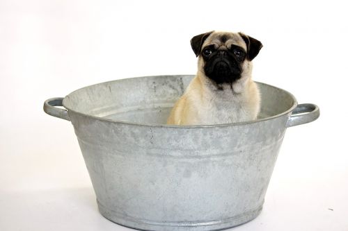 no person dog pug