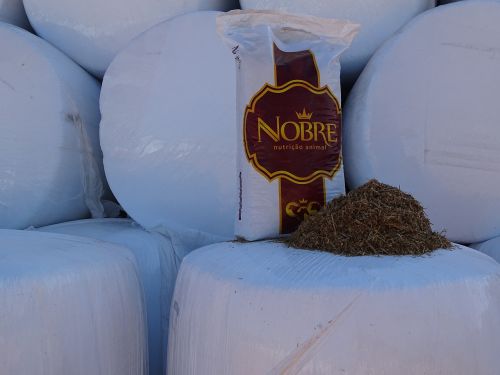 noble silage wheat