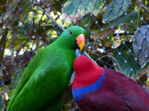 noble parrots parrots couple