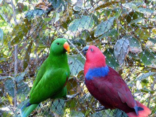 noble parrots parrots couple