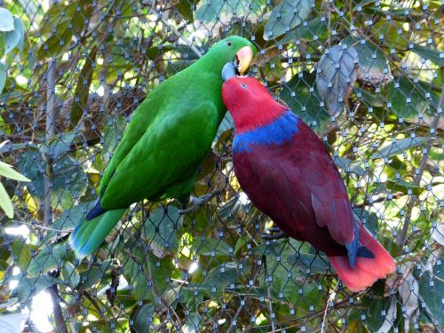 noble parrots parrots couple