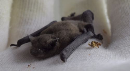 noctule bat genus nyctalus