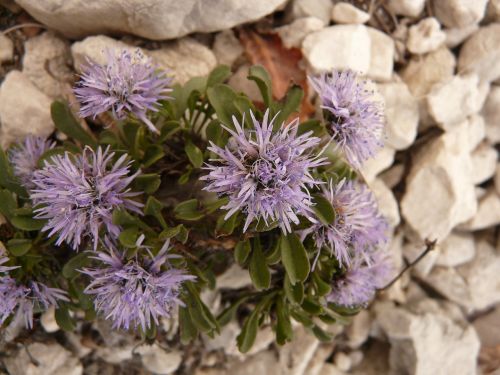 nodding pincushion flower ball ball flower plantain greenhouse