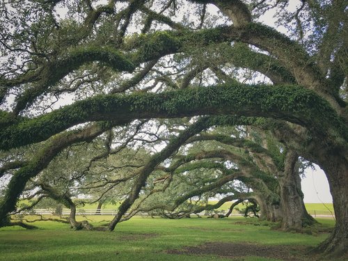 nola  plantation  oak