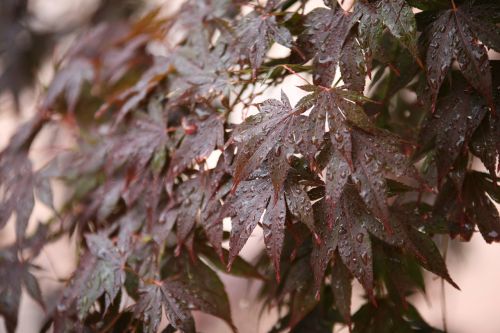 non autumn leaves raindrops