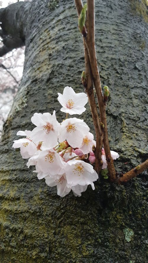 non cherry flowers spring