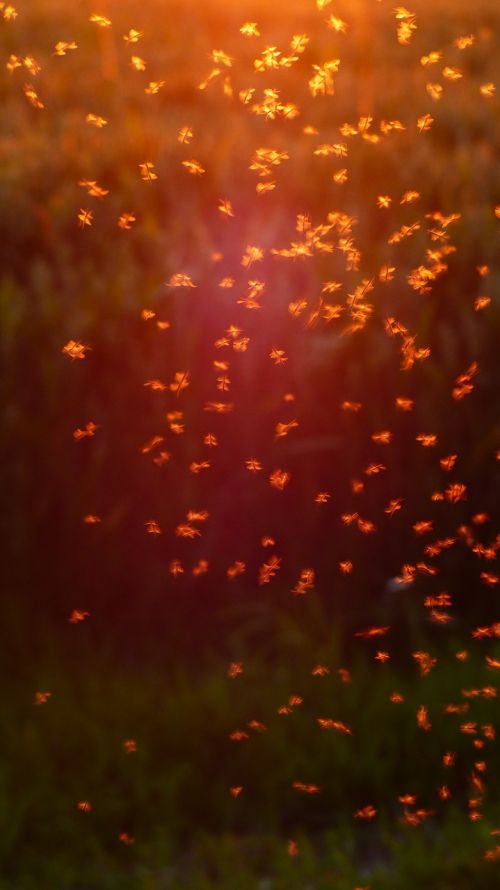non-biting midges chironomidae mosquito swarm