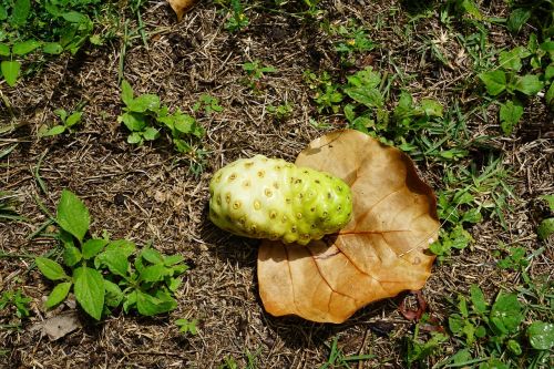 noni fruit exotic