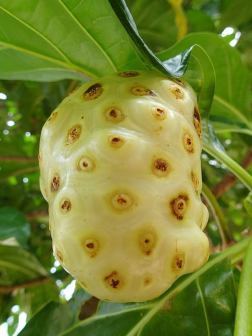 noni fruit roatan