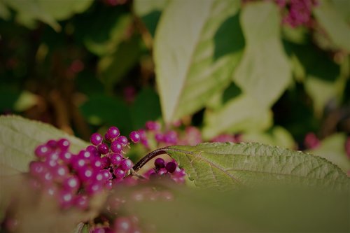 nonpareils  sprinkles shrub  violet