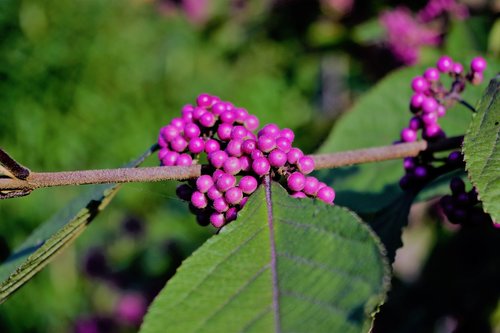 nonpareils  branch  leaf