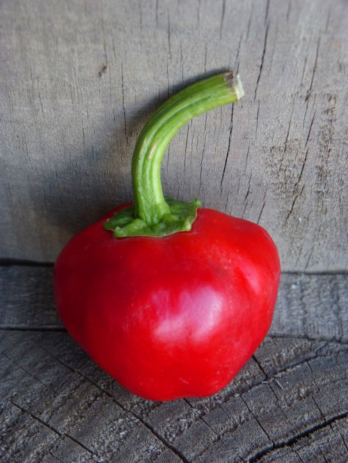 nora pepper red