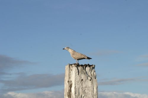 norddeich seagull bird