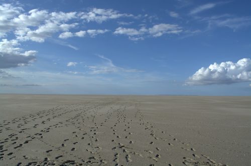 norderoogsand sandbar nature protection zone