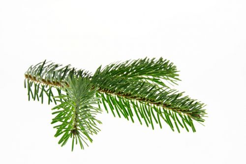 nordmann fir fir christmas