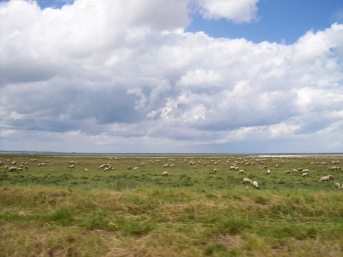 normandy france sheep