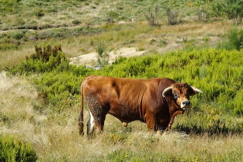 north  cattle  portugal