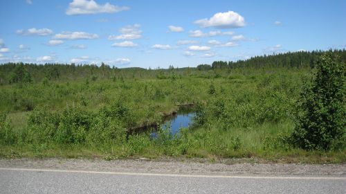 north karelia landscape summer