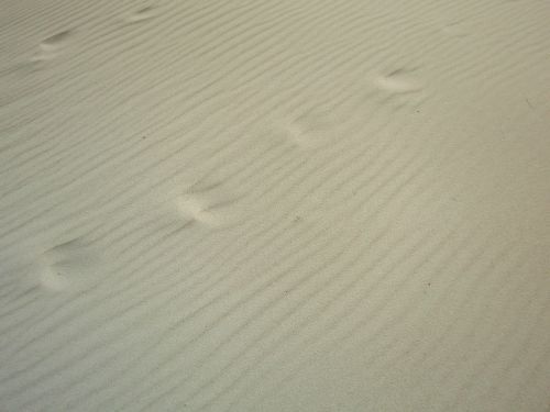 north sea beach sand