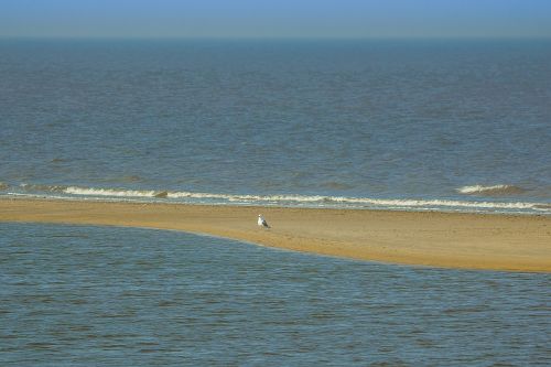 north sea england lonely seagull