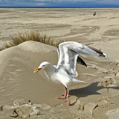 north sea seagull beach