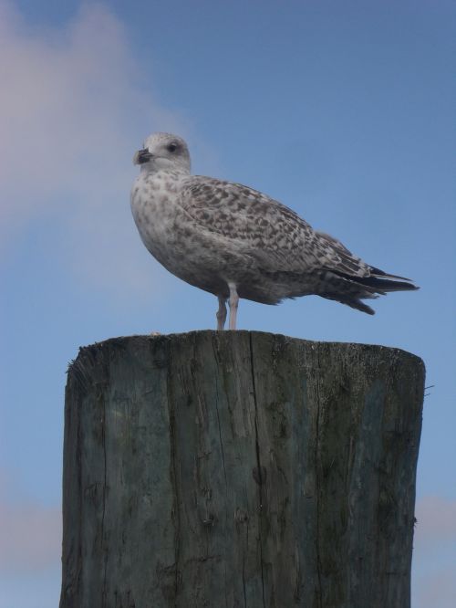 north sea seagull port