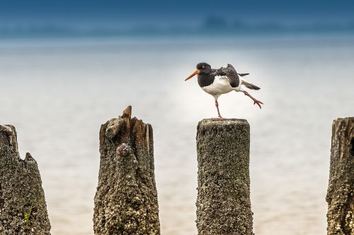 north sea bird waders