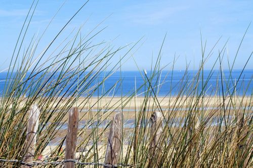 north sea nature summer