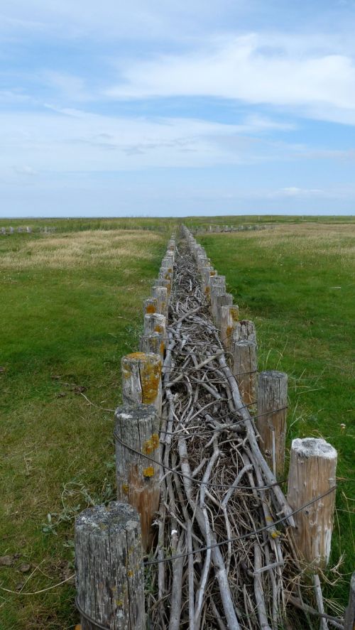 north sea dune fixing