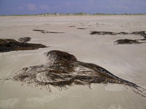 north sea tang beach