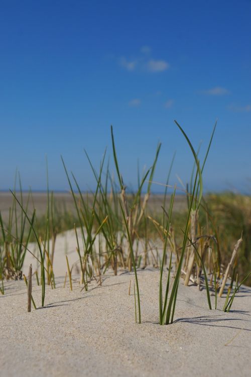 north sea dune grass grass