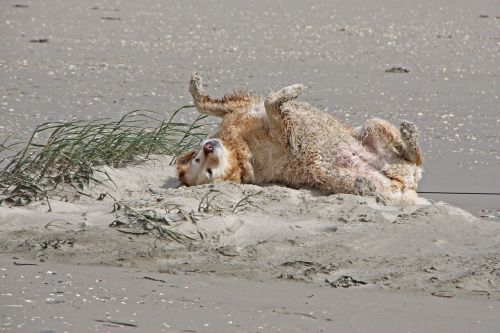 north sea dog golden retriever