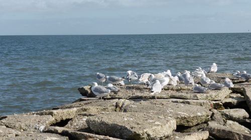 north sea gulls birds