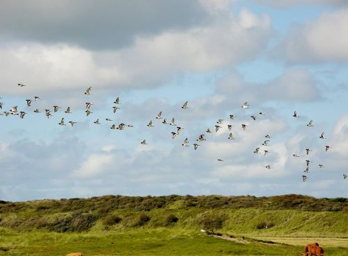 north sea island of flock of birds birds