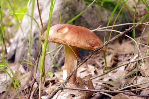 north woods mushroom  fungus  forest