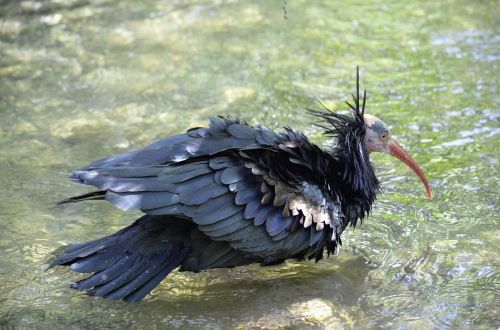 northern bald ibis bird nature