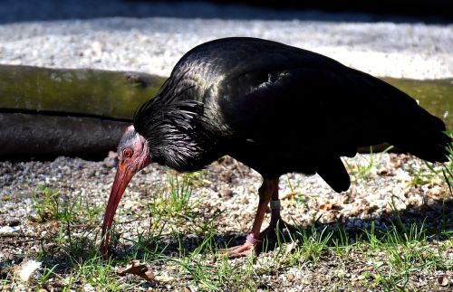 northern bald ibis bird geronticus eremita