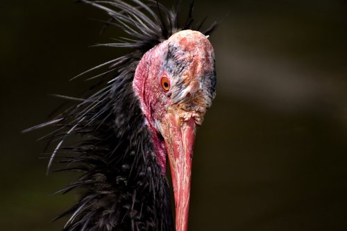 northern bald ibis  portrait  bird