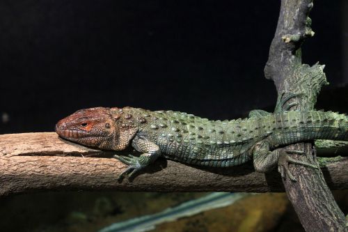 northern caiman lizard lizard reptile