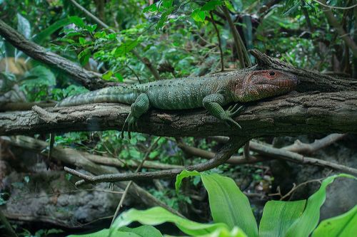 northern caiman lizard animal lizard
