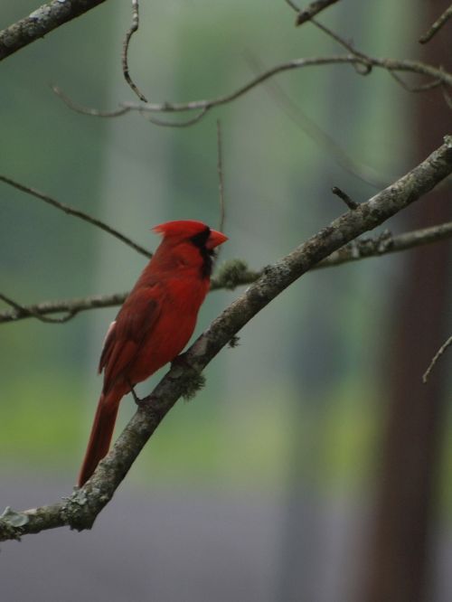 Northern Cardinal