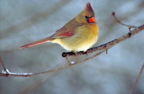northern cardinal bird red