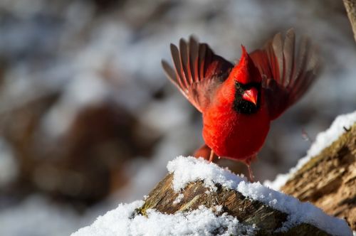 northern cardinal male bird
