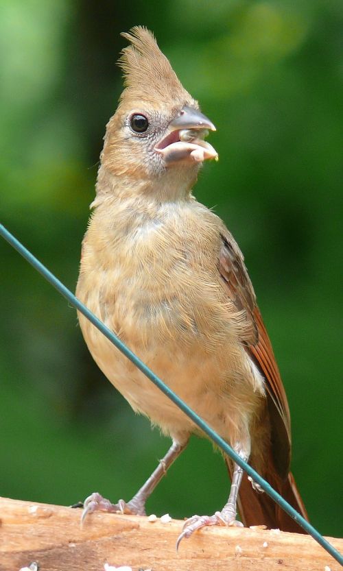 northern cardinal female redbird