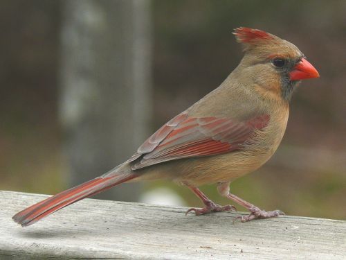northern cardinal female redbird