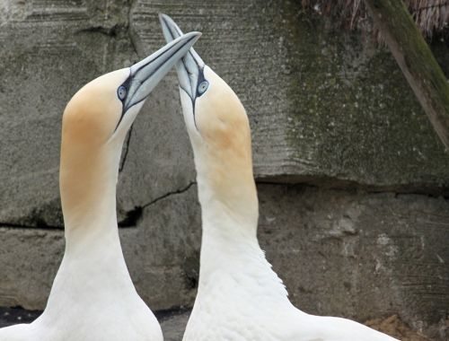 northern gannet beaks bill