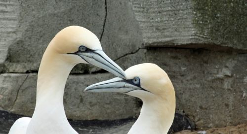 northern gannet beaks bill