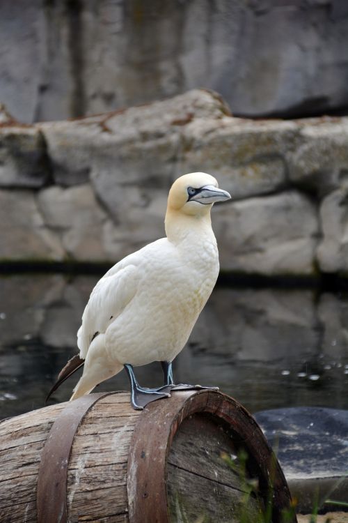 northern gannet bird animal