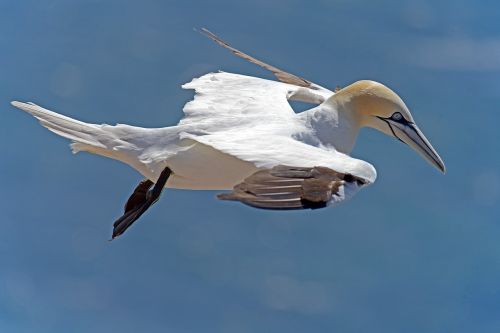 northern gannet sea birds helgoland